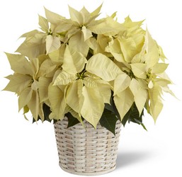 White Poinsettia Basket from Arthur Pfeil Smart Flowers in San Antonio, TX